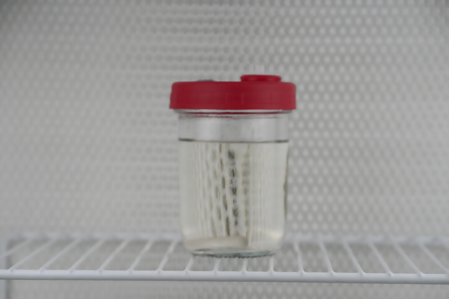 300ml Liquid Culture Base