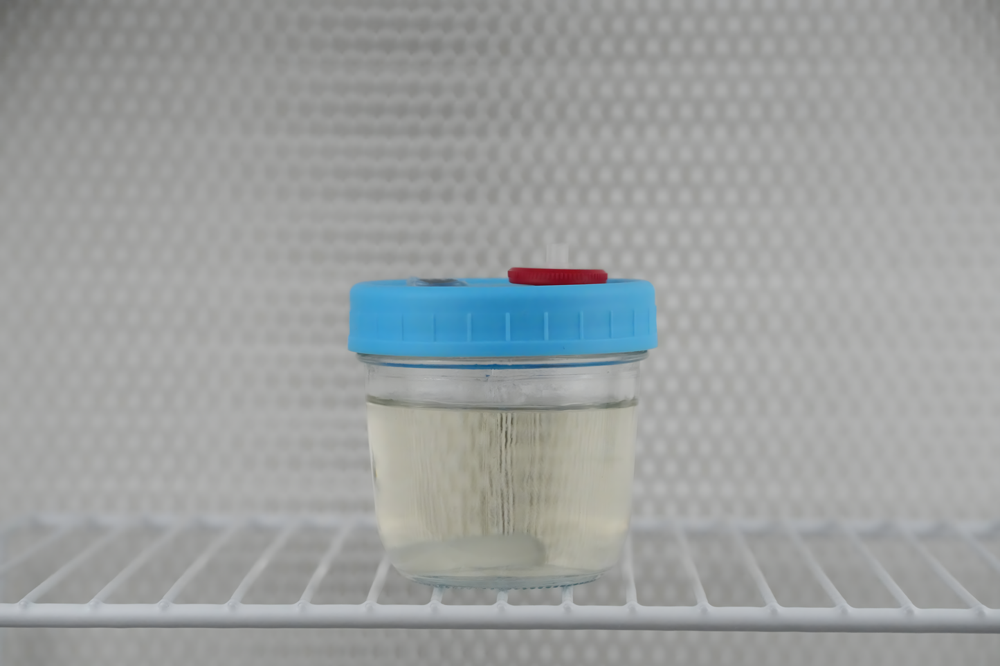 175ml Liquid Culture Base