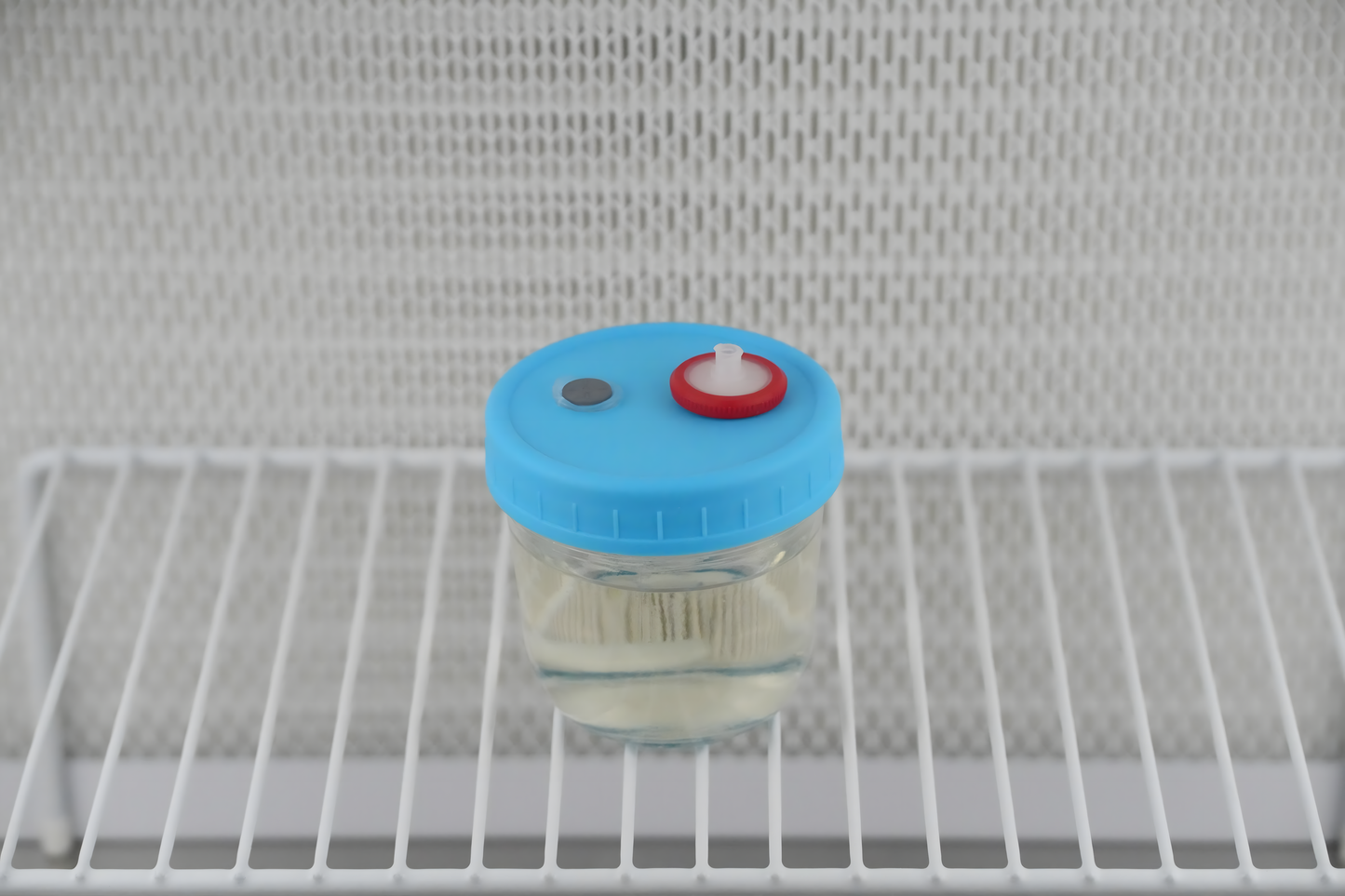 175ml Liquid Culture Base