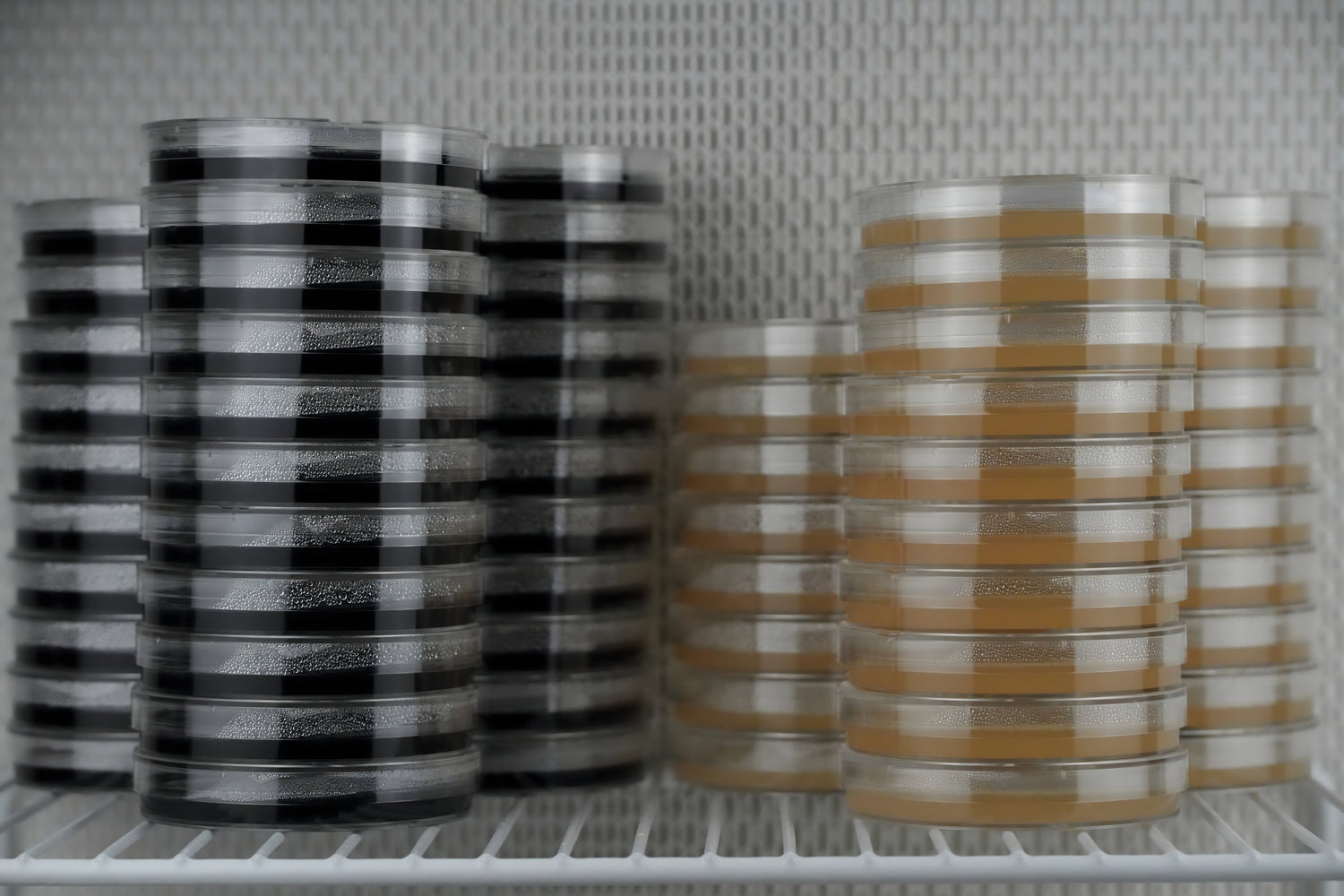 Agar