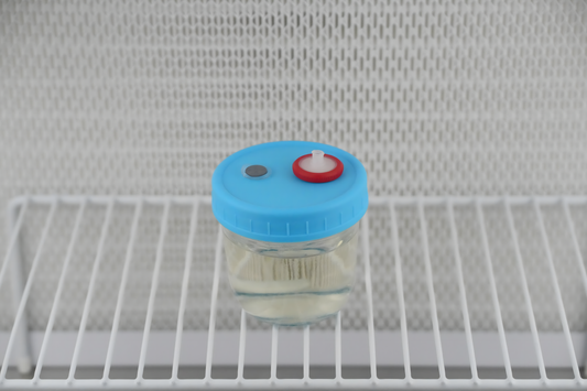 175ml Liquid Culture Base